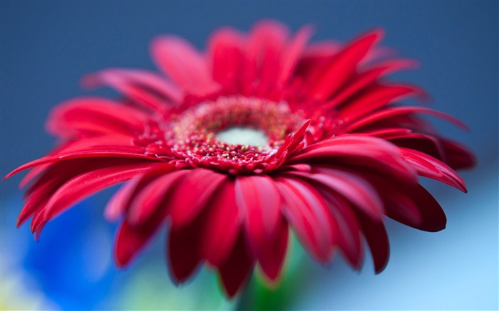 fête des pères-Fleur Fonds d'écran Vues:12240