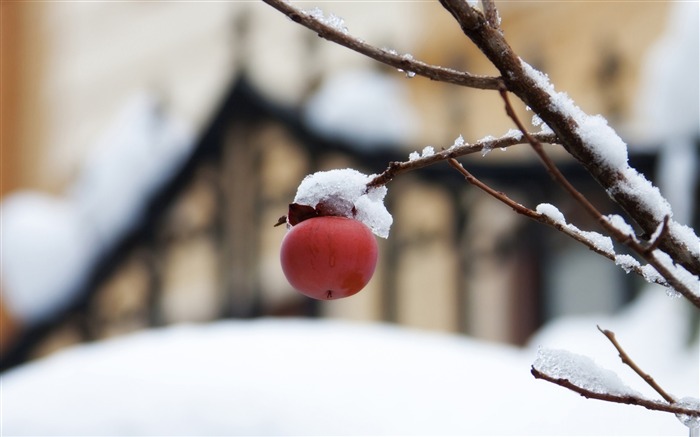 première neige-l'hiver le thème papier peint de bureau Vues:13129