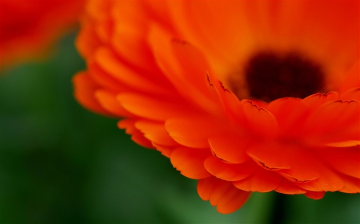 foto de escritorio de flores macro-flores Vistas:9585