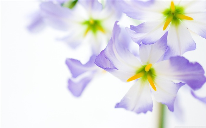 fleurs sur fond blanc-Fleur Fonds d'écran Vues:69607