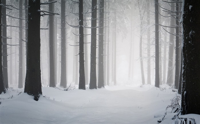 bosque invierno-invierno tema fondo de pantalla Vistas:19847