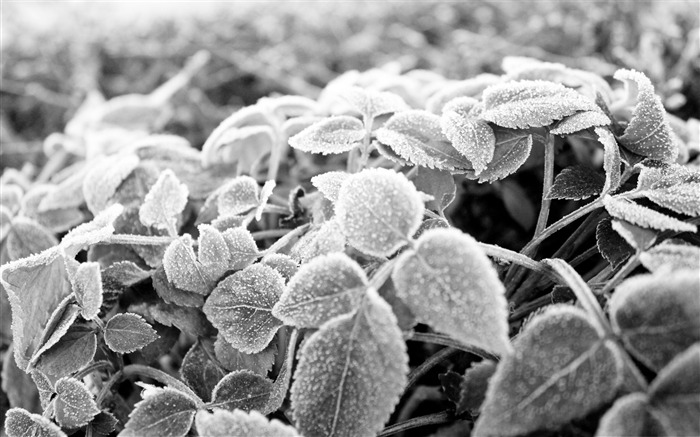 frozen leaves black and white-the cold winter landscape Desktop Views:17677 Date:2011/12/9 23:19:29