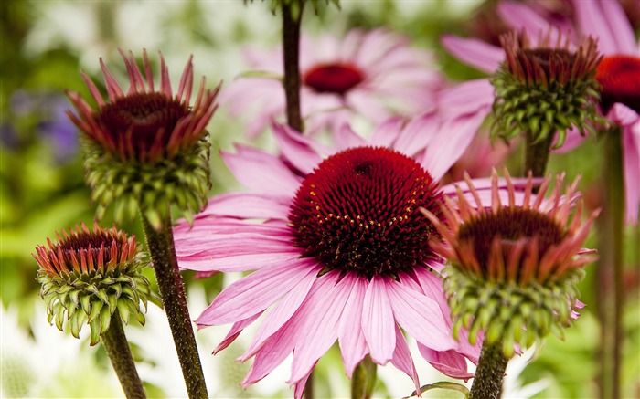 fleurs de jardin-Fleur Fonds d'écran Vues:9571