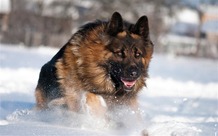 berger allemand courir dans la neige-animal chien papier peint de bureau Vues:45094