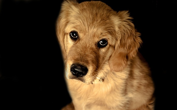 chien golden retriever-animal chien papier peint de bureau Vues:20093