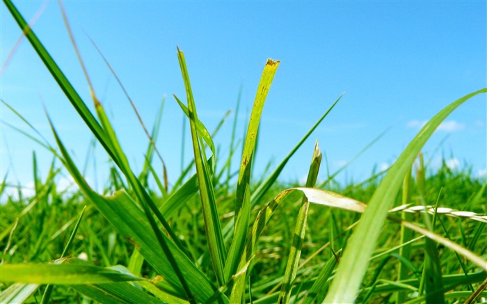 grass field-wonderful natural scenery desktop picture Views:9370 Date:2011/12/25 15:19:47