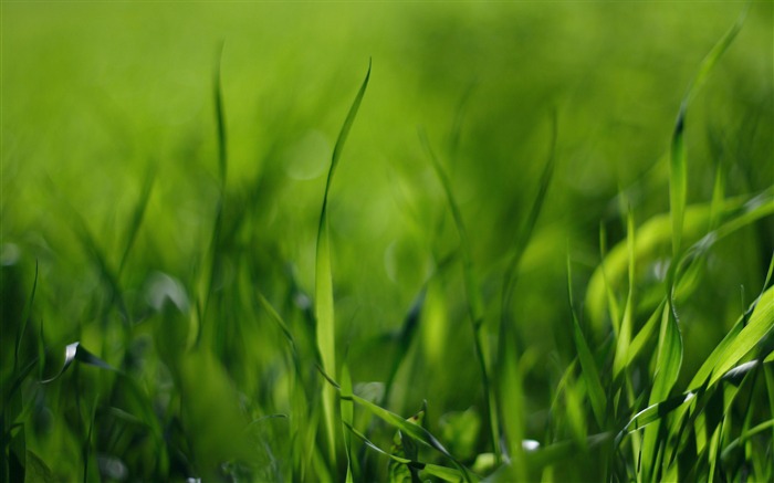 green grass-wonderful natural scenery desktop picture Views:10834 Date:2011/12/25 15:20:58