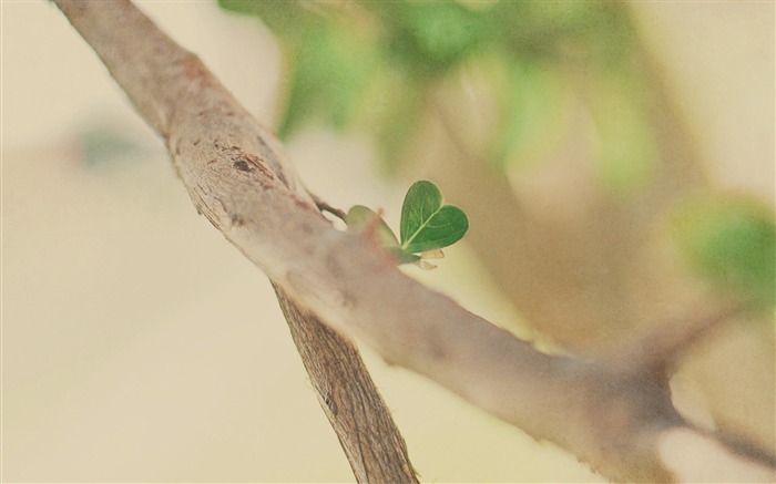 green heart leaf-love theme desktop picture Views:10026 Date:2011/12/26 23:06:15