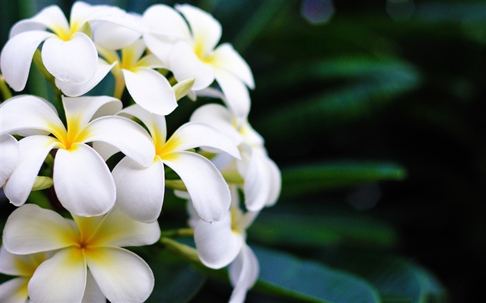 imagem de desktop hawaii flowers-flowers Visualizações:25519