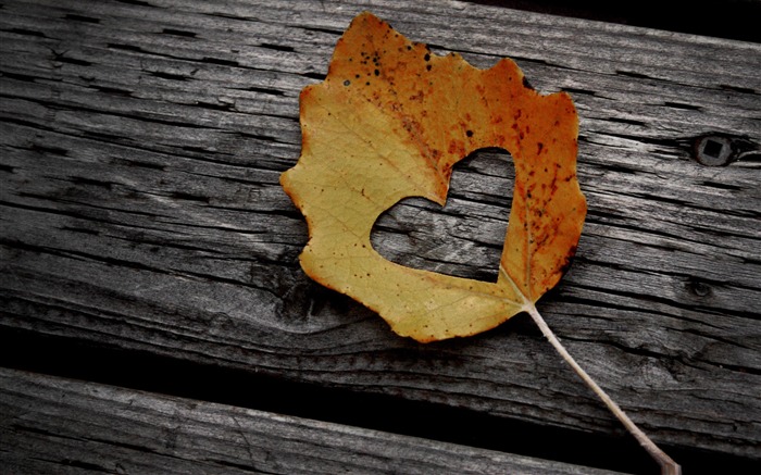 heart leaf autumn-love theme desktop picture Views:14283 Date:2011/12/26 23:04:16