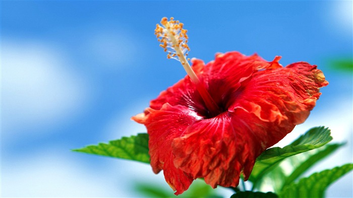 Foto de escritorio de flor de hibisco Vistas:11770