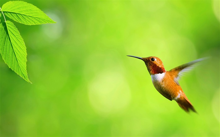 hummingbird cute-birds Desktop Wallpapers Views:24321 Date:2011/12/7 0:45:20