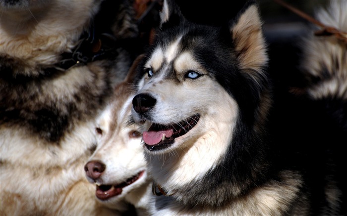 Papéis de parede do animal de estimação amigo-cão mais humanos Visualizações:37111