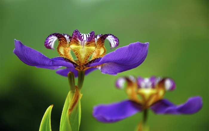 虹膜花-鲜花桌面壁纸 浏览:10770