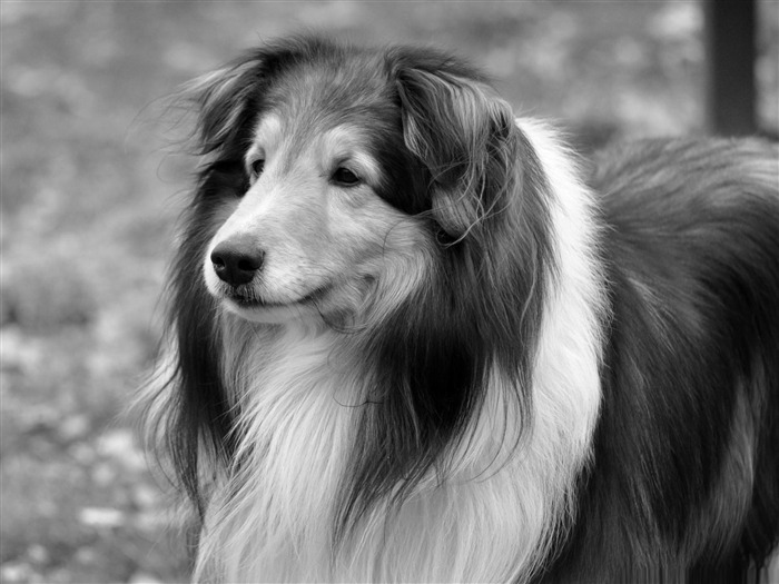 Lassie chien-animal chien papier peint de bureau Vues:13055