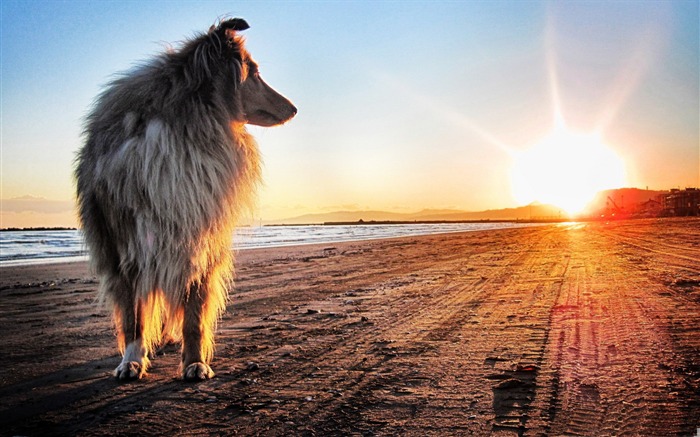 Lassie chien-animal chien papier peint de bureau Vues:15025