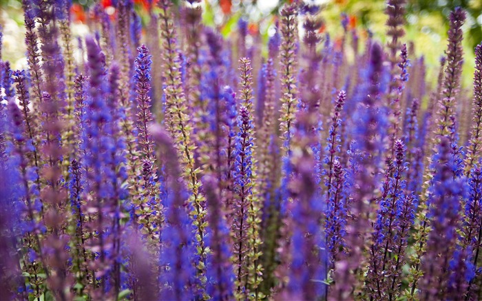 flores de lavanda - fotos da área de flores Visualizações:13040