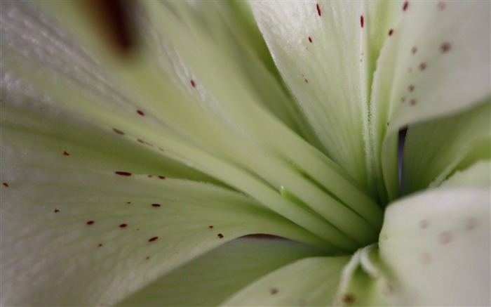 lily-flowers desktop picture Views:10006 Date:2011/12/6 23:14:58