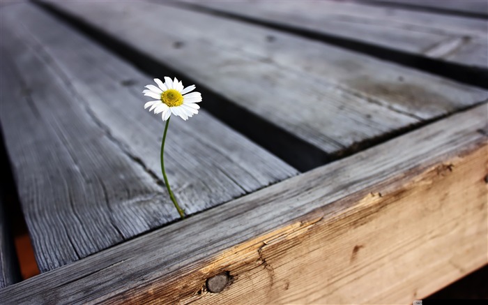 imagem de desktop solitária flor-flores Visualizações:14500