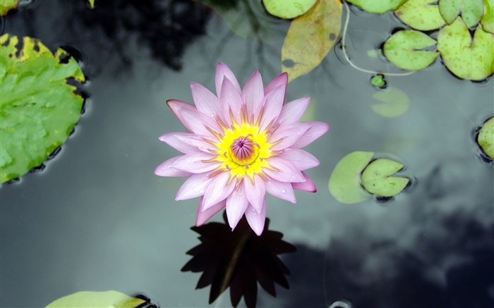 lotus flower-flowers Desktop Wallpapers Views:12954 Date:2011/12/20 0:17:48