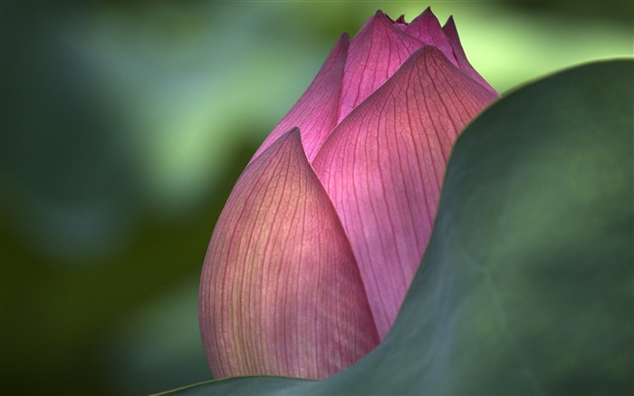 imagem de mesa de flores de lótus Visualizações:10970