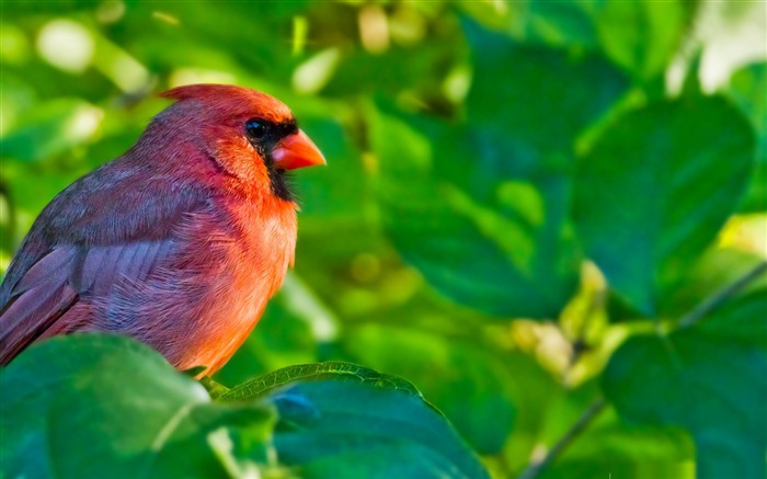 male northern cardinal-Bird Photography Wallpaper Views:11601 Date:2011/12/22 22:47:09