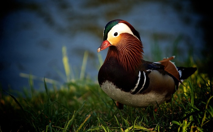 mandarin duck-Bird Photography Wallpaper Views:13144 Date:2011/12/22 22:48:17