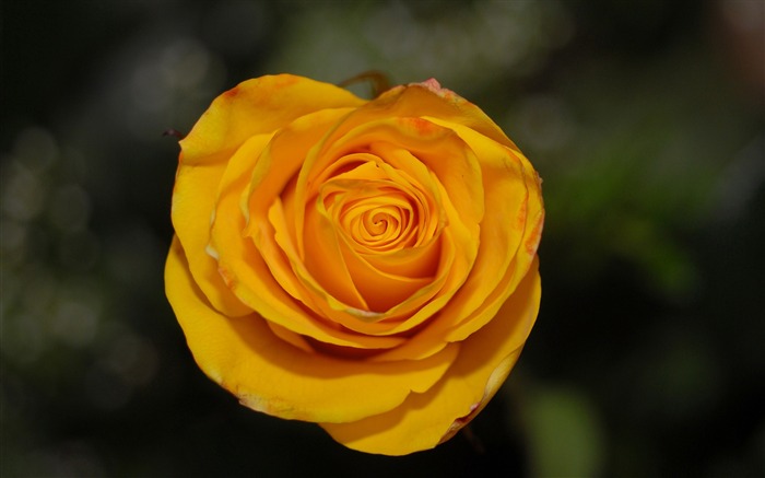 orange rose-flowers desktop picture Views:11129 Date:2011/12/6 23:15:38