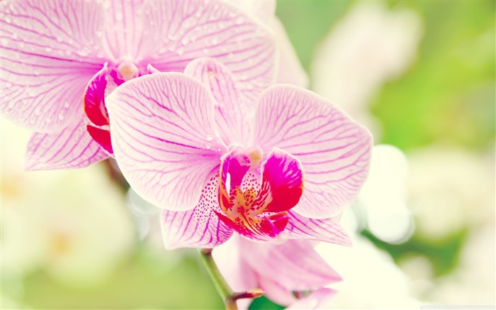 orchid flower-flowers Desktop Wallpapers Views:14893 Date:2011/12/20 0:18:34