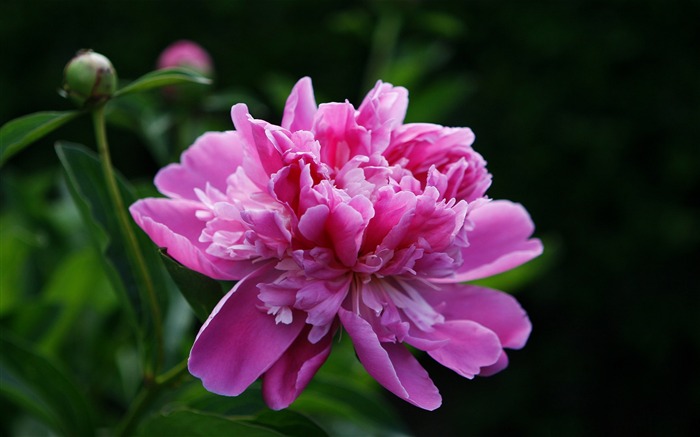 Las flores son tan hermosas-flores Fondos de escritorio Vistas:32353