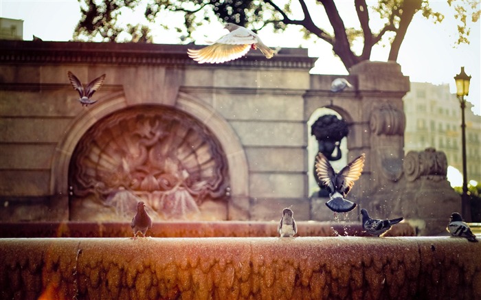 pigeons sur une fontaine-Wallpaper photographie de paysage urbain Vues:9126