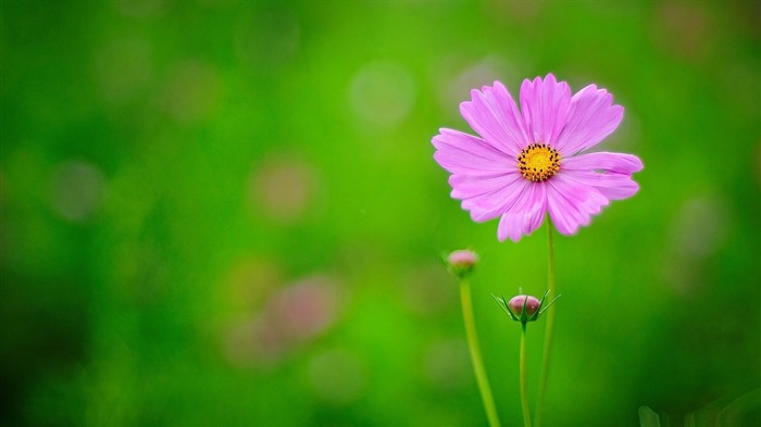 ピンクの花緑の背景-花のデスクトップピクチャ ブラウズ:12366