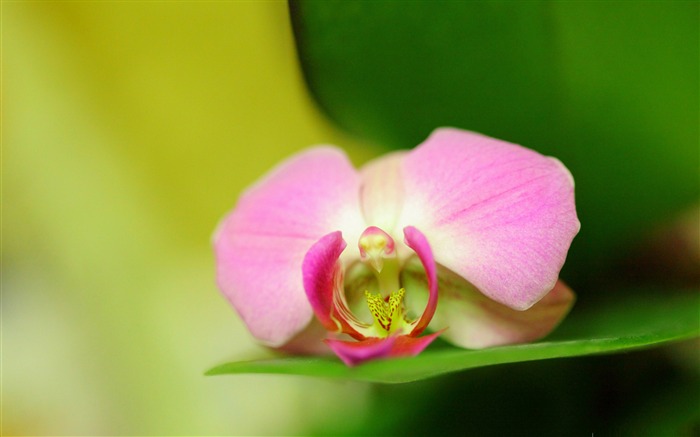 Cuadro de escritorio de flores florecientes Vistas:25725