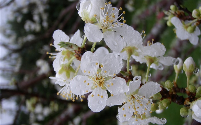 flores de ameixa - fotos de papel de parede das flores Visualizações:12980