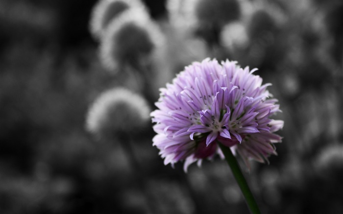 purple flower on black and white background-flowers Desktop Wallpapers Views:18062 Date:2011/12/20 0:21:46