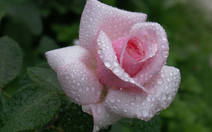 Pingos de chuva na rosa rosa - papel de parede da flor Visualizações:20149