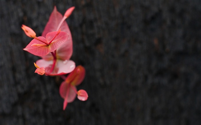 imagem de desktop de plantas vermelhas Visualizações:8231