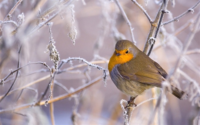 robin bird winter-birds Desktop Wallpapers Views:31245 Date:2011/12/7 0:47:42