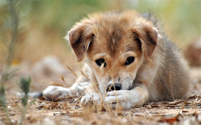 triste chiot-animal chien papier peint de bureau Vues:27655