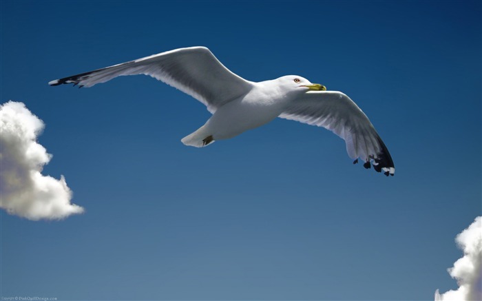 seagull-Bird Photography Wallpaper Views:11566 Date:2011/12/22 22:54:22