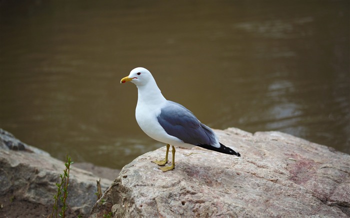 seagull standing on rock-Bird Photography Wallpaper Views:10260 Date:2011/12/22 22:53:43