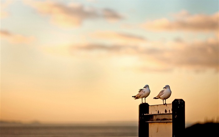 seagulls-birds Desktop Wallpapers Views:10067 Date:2011/12/7 0:49:15