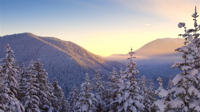 snowy trees-the cold winter landscape Desktop Views:12073 Date:2011/12/9 23:24:36