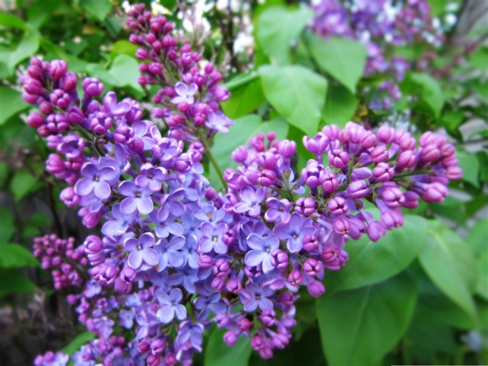 spring lilac-flowers Desktop Wallpapers Views:17471 Date:2011/12/20 0:23:35