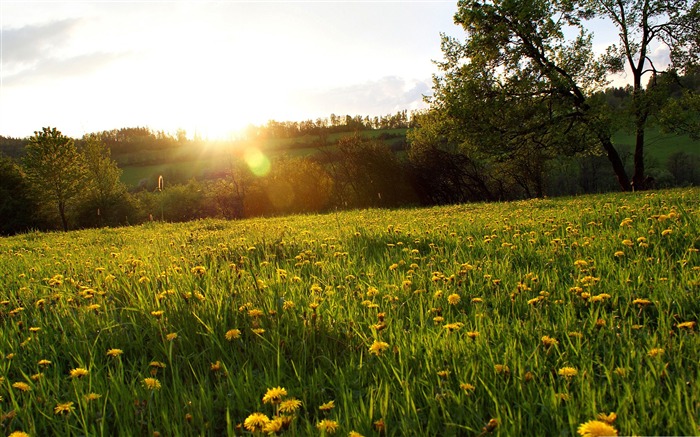 printemps pré-Nature Paysage Fond d'écran Vues:27084