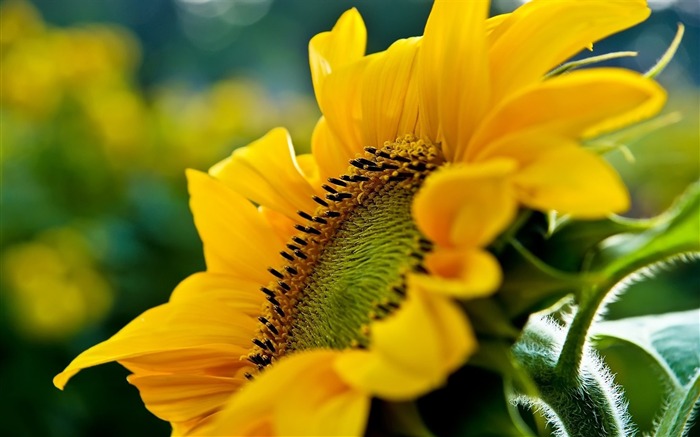 Foto de escritorio de flores de girasol Vistas:10739