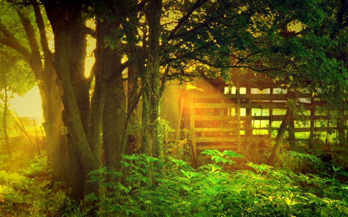 luz del sol a través de árboles-Hermoso fondo de escritorio de paisajes naturales Vistas:20717