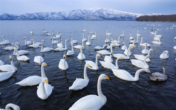 swan lake-Bird Photography Wallpaper Views:12221 Date:2011/12/22 22:55:06