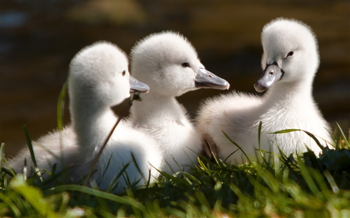 sweet baby swans-Bird Photography Wallpaper Views:12007 Date:2011/12/22 22:55:45