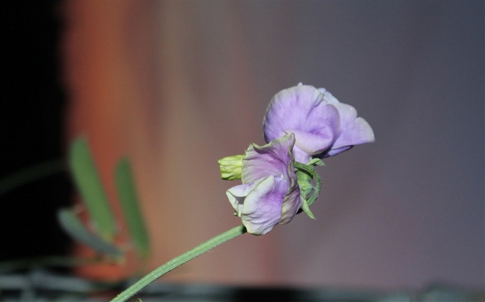 pois de senteur-Fleur Fonds d'écran Vues:12251